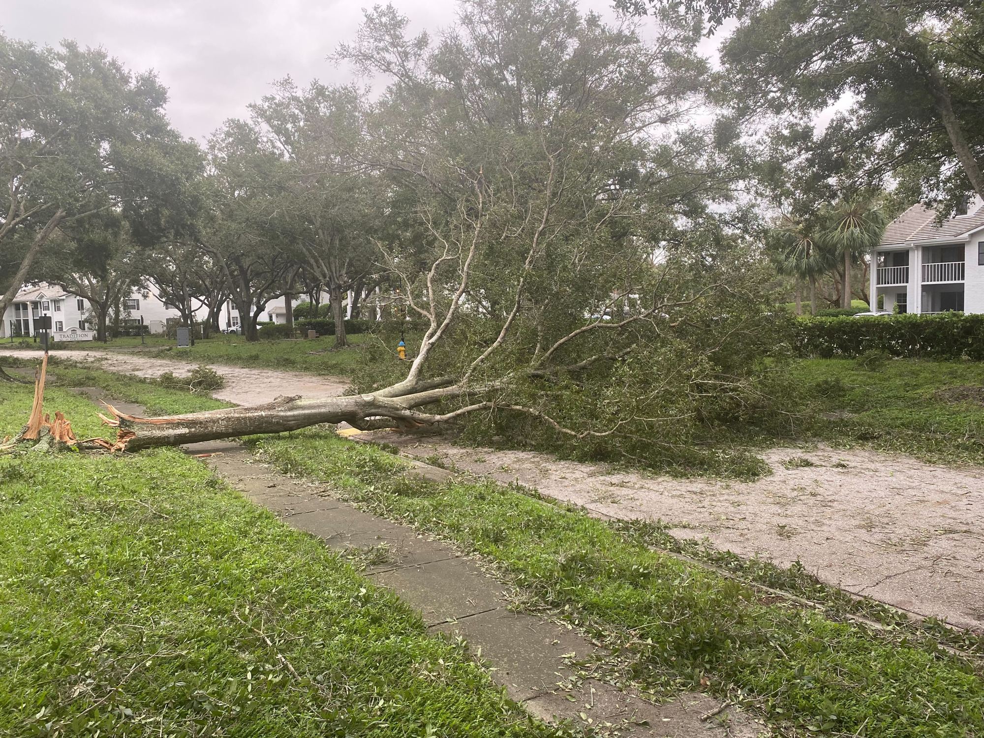 Fallen trees were seen in north Sarasota County on Thursday morning. (Photo by Spencer Fordin)