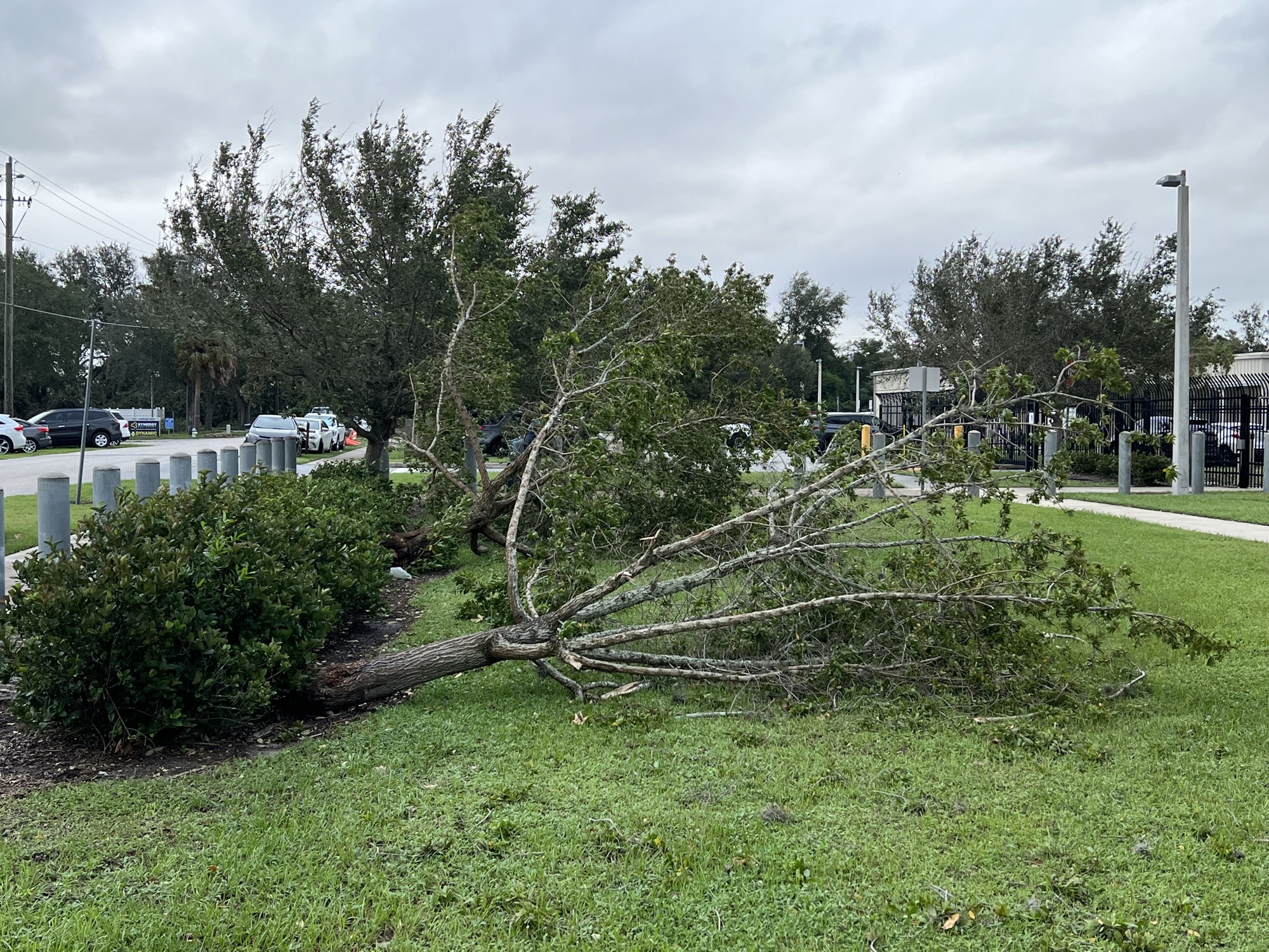 Fallen trees were seen near the Sarasota County Emergency Operations Center on Thursday morning. (Photo by Kaelyn Adix)