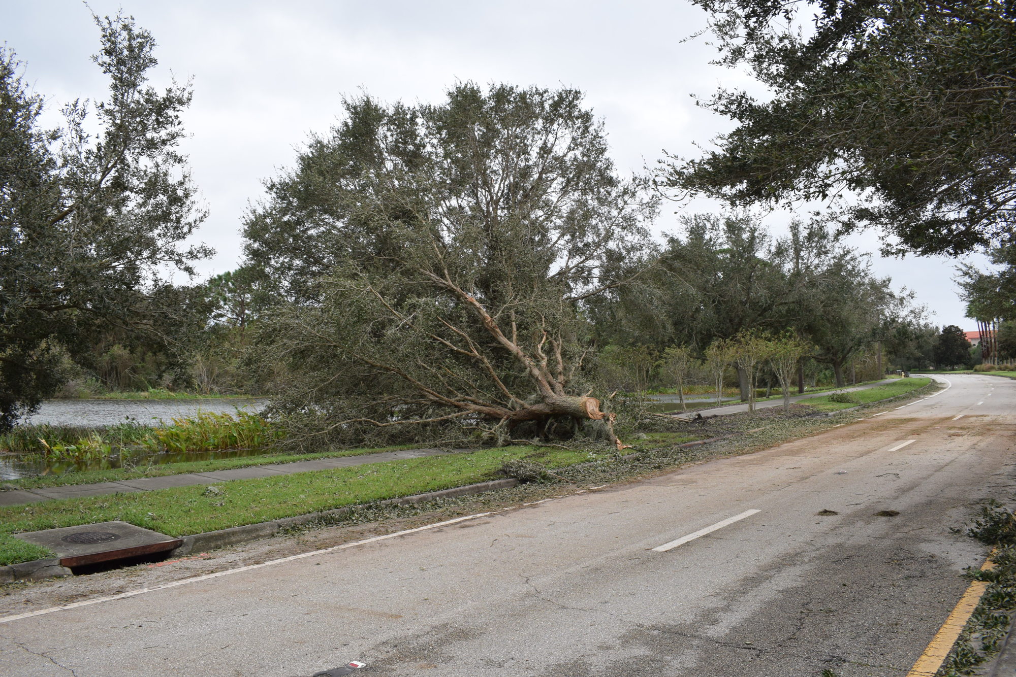 Emergency crews already had Lakewood Ranch Boulevard cleared of big trees early Thursday morning.  (Photo by Jay Heater)
