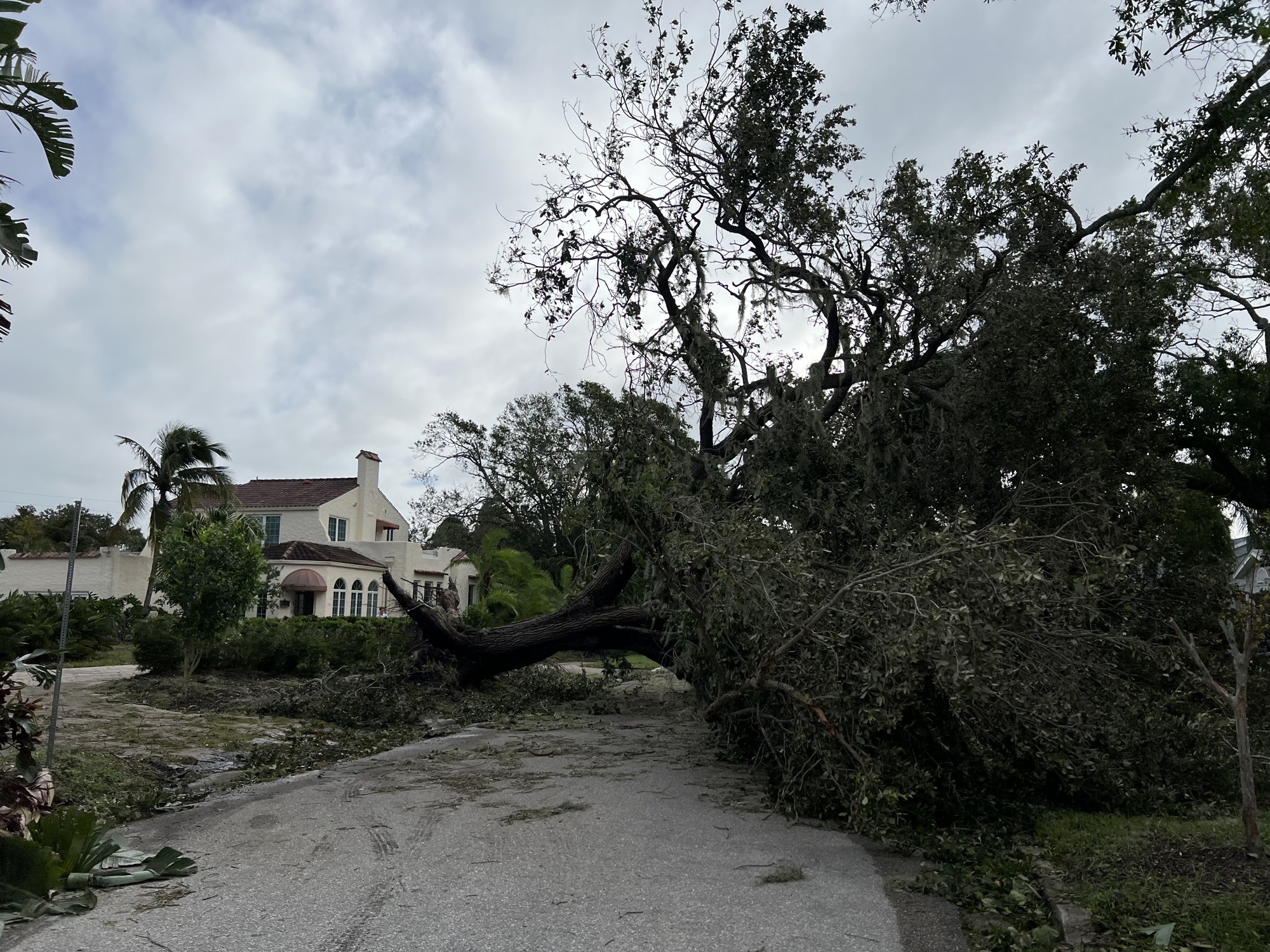 An oak tree blocks Grove Street in Southside. The woman who lives there said she didn't even hear it fall. (Photo by Kat Hughes)