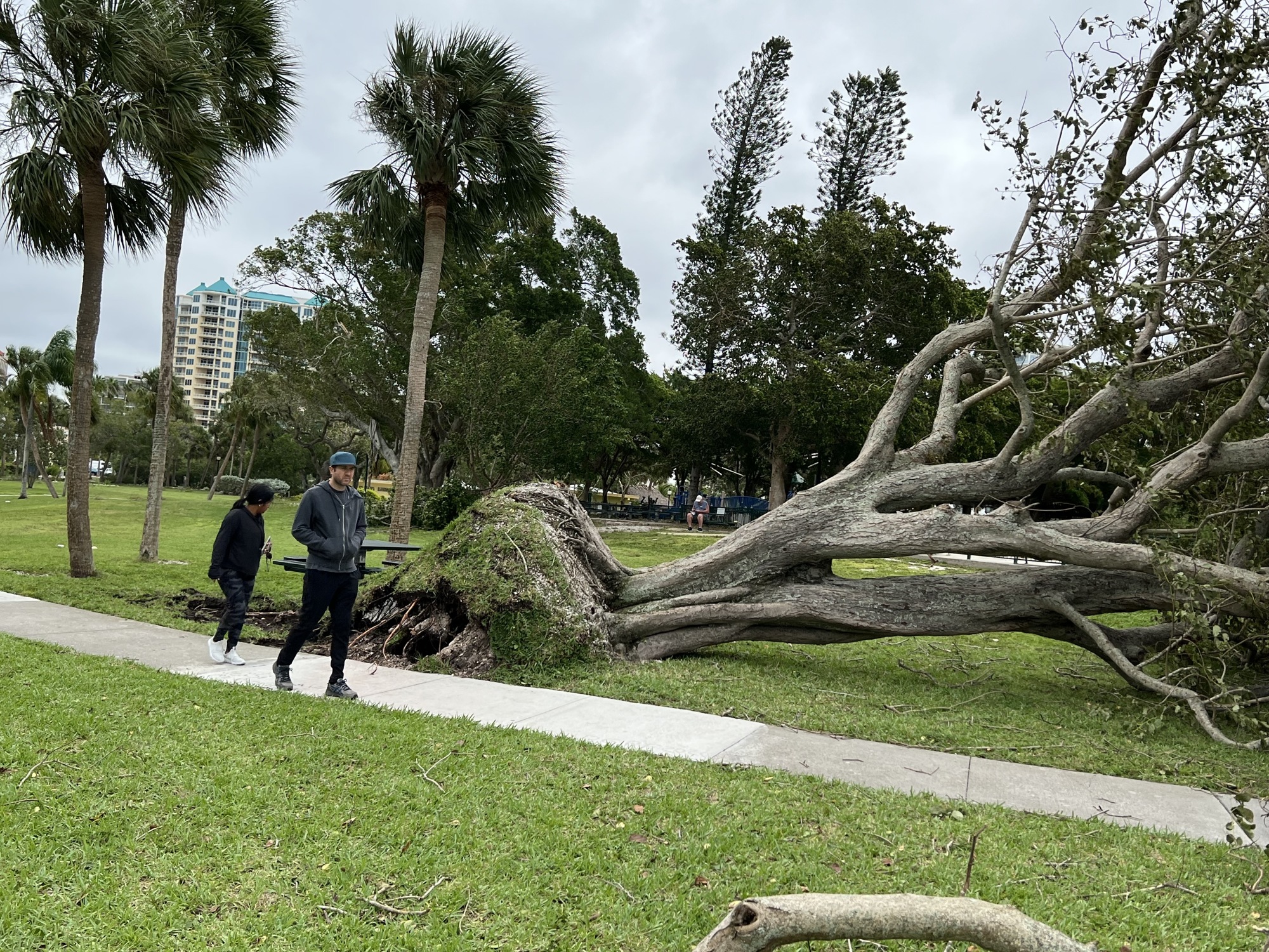 Alan and Kayla Zak walk by a downed tree in Sarasota's Bayfront Park. They rode out the storm in Sarasota with their three kids. They lost power but got it restored around 4 a.m. (Photo by Kat Hughes)