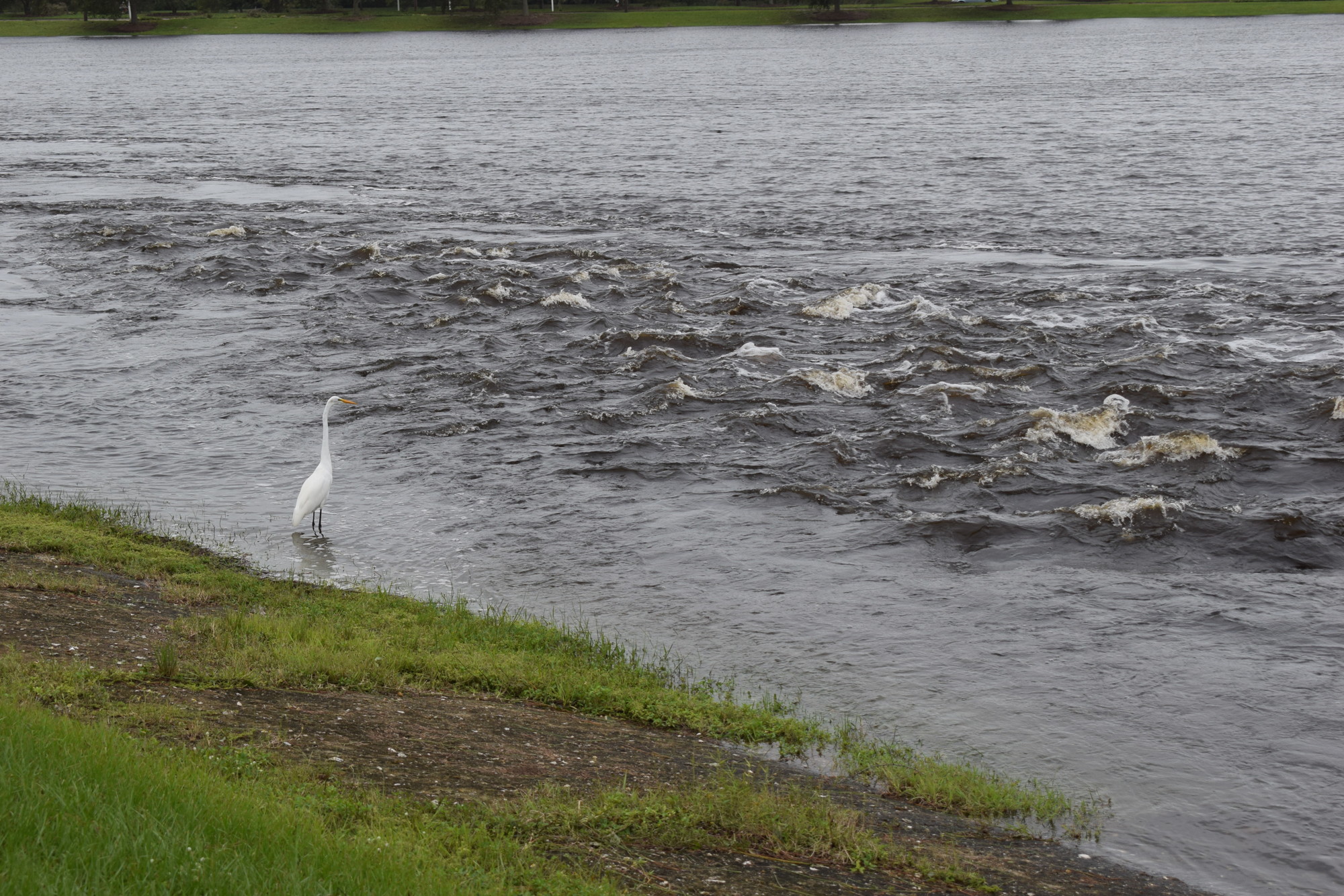 A heron doesn't seem to know what to make of a crazy flow of water in a lake along Hidden River Trail in Lakewood Ranch. (Photo by Jay Heater)