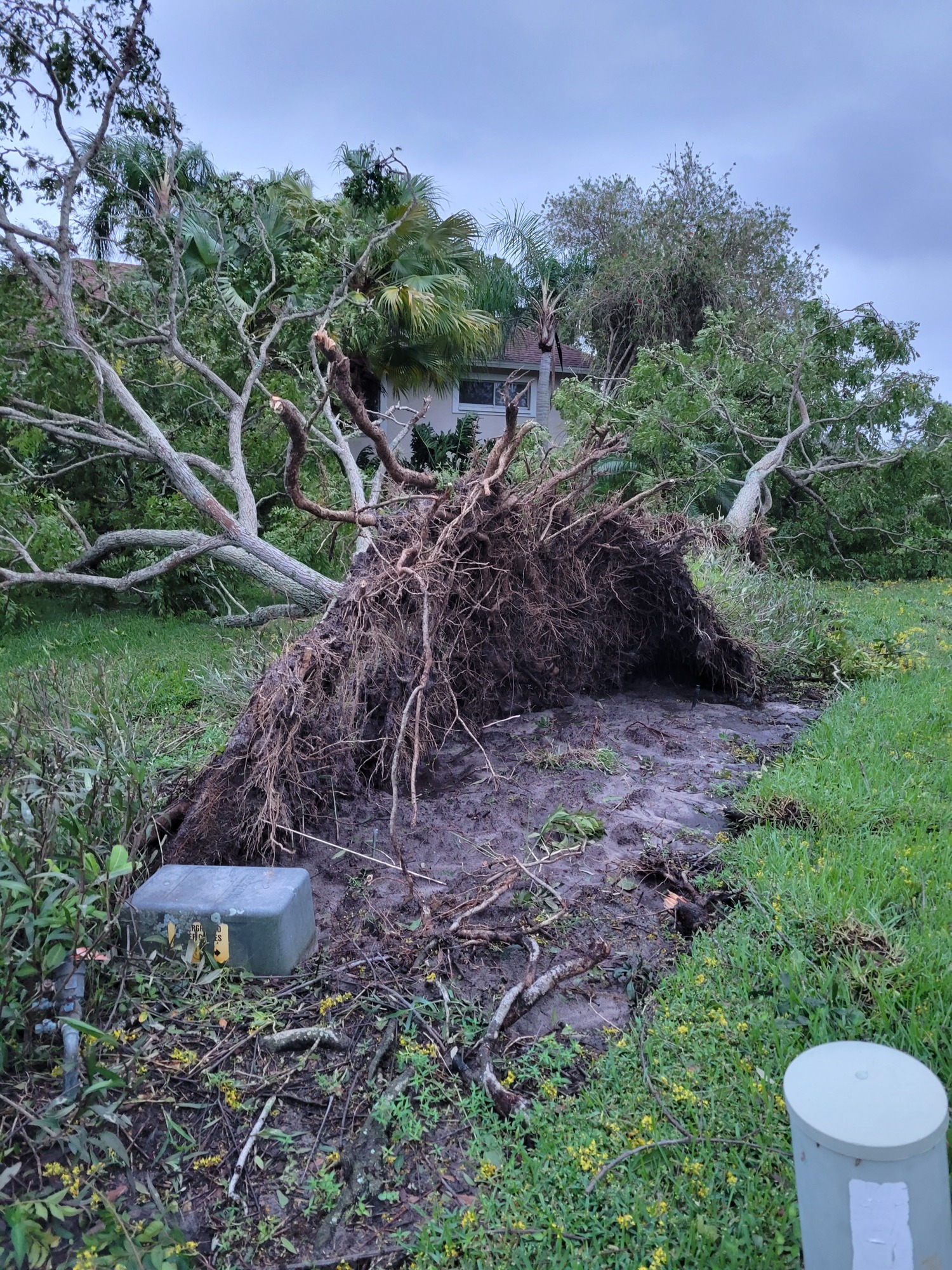 Susie DAessandro sent in a photo of two trees uprooted in River Club in East County.