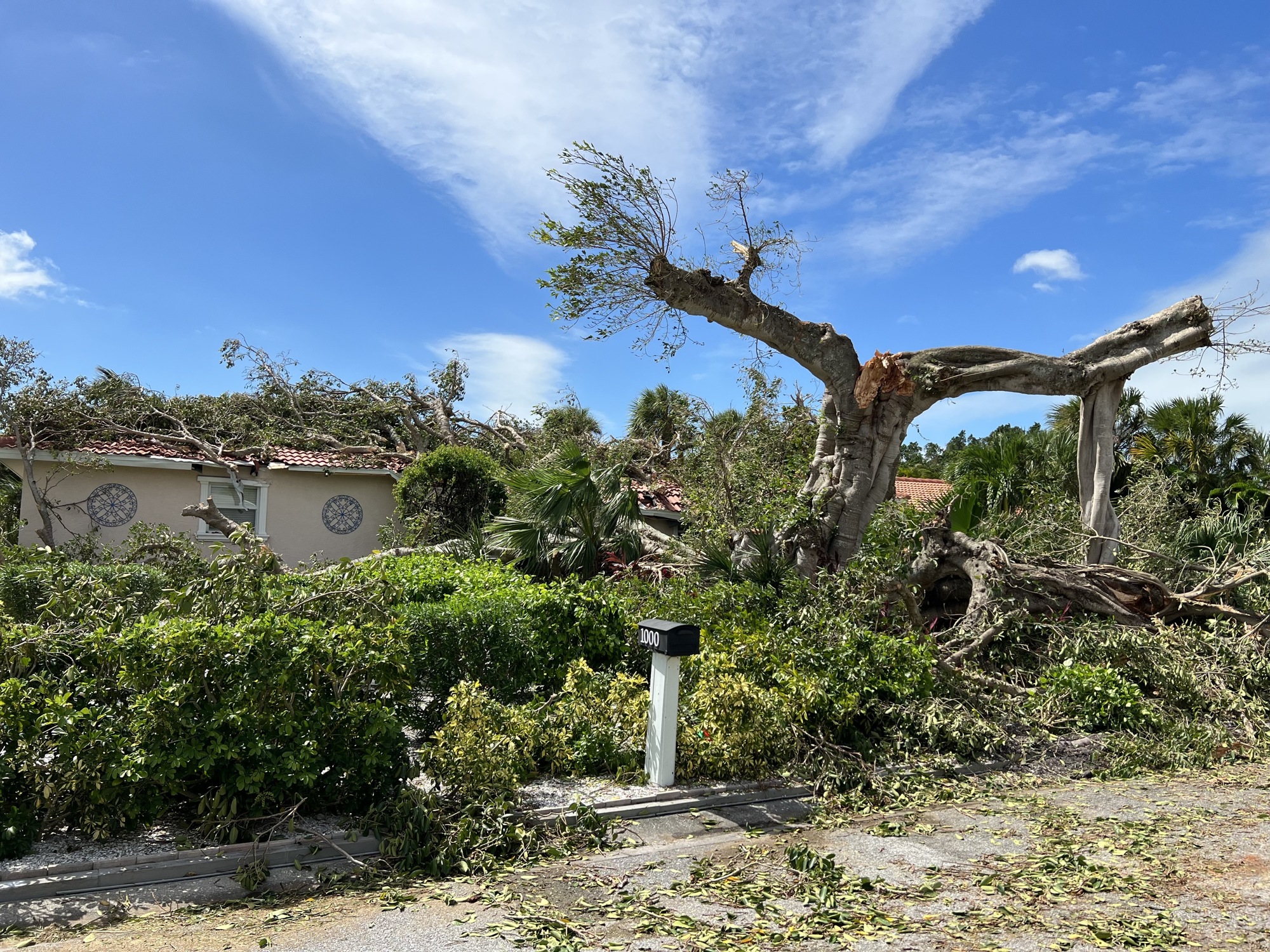 A tree was seen fallen on a Longboat Key home on Bogey Lane on Thursday afternoon. (Photo by Kat Hughes)