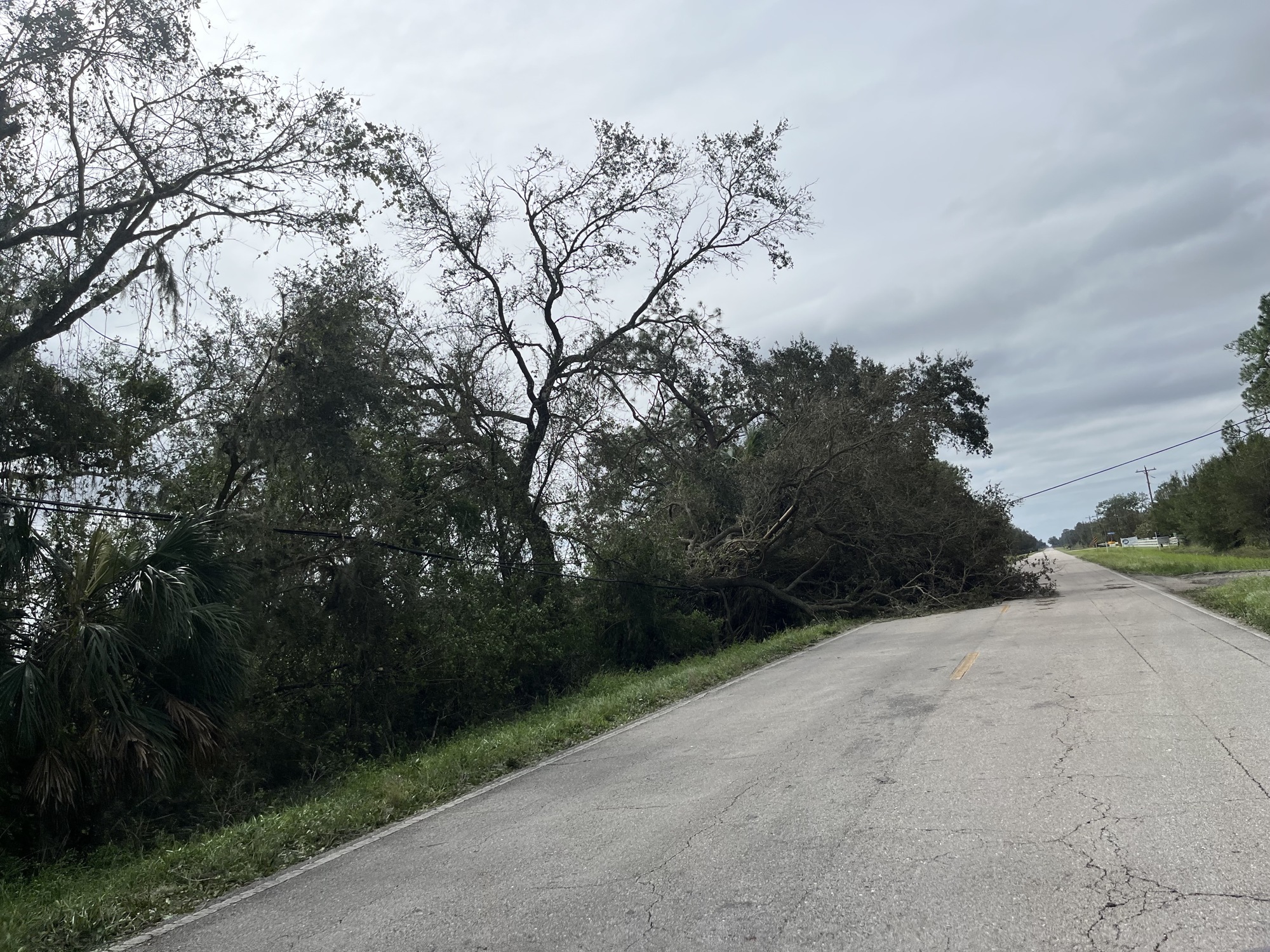 A tree brings a power line closer to the road and blocks half of County Road 675 at 10:30 a.m. Thursday. (Photo by Liz Ramos)