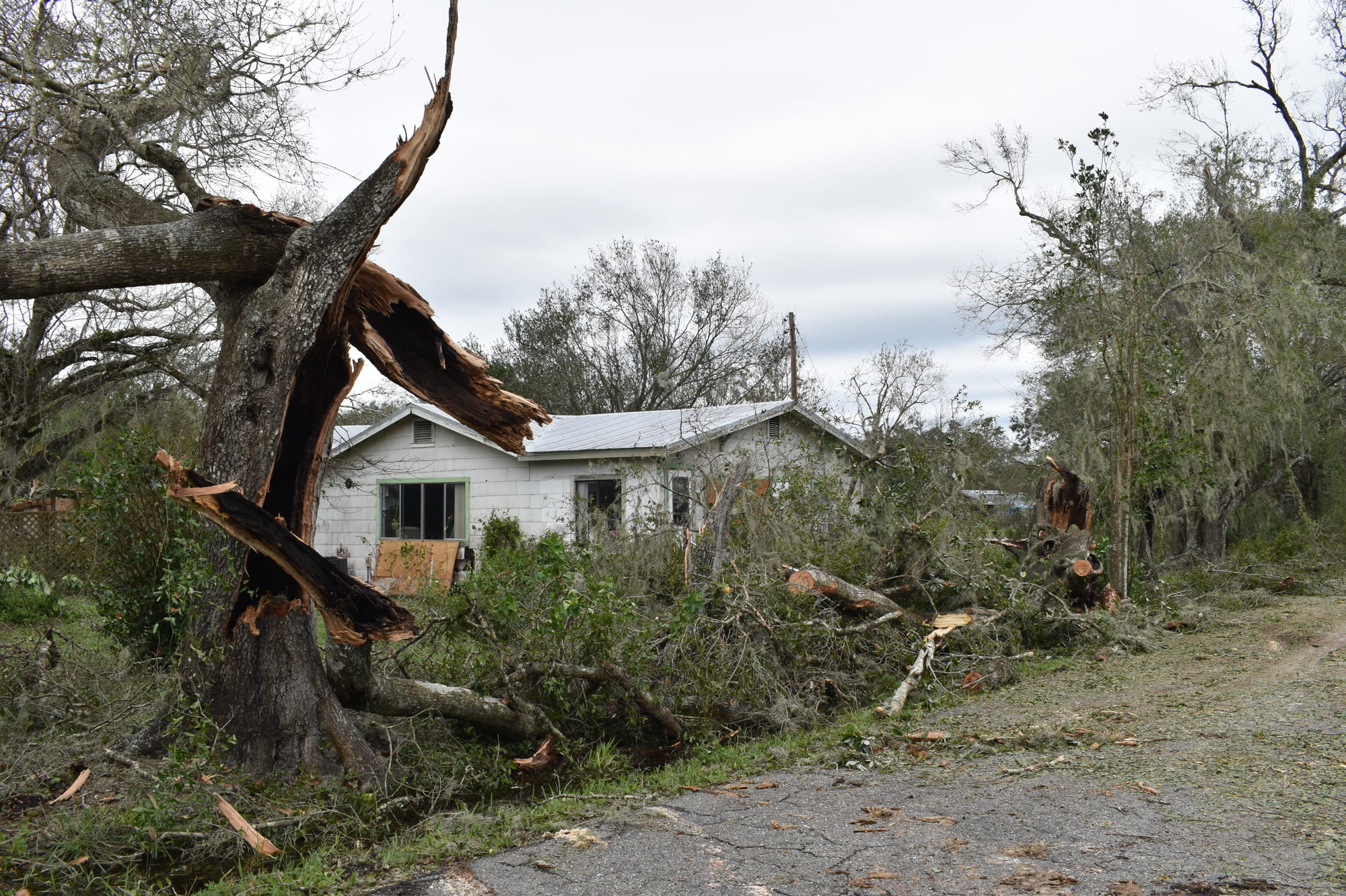 Damage to oak trees outside a Myakka City home Thursday afternoon. (Photo by Ian Swaby)