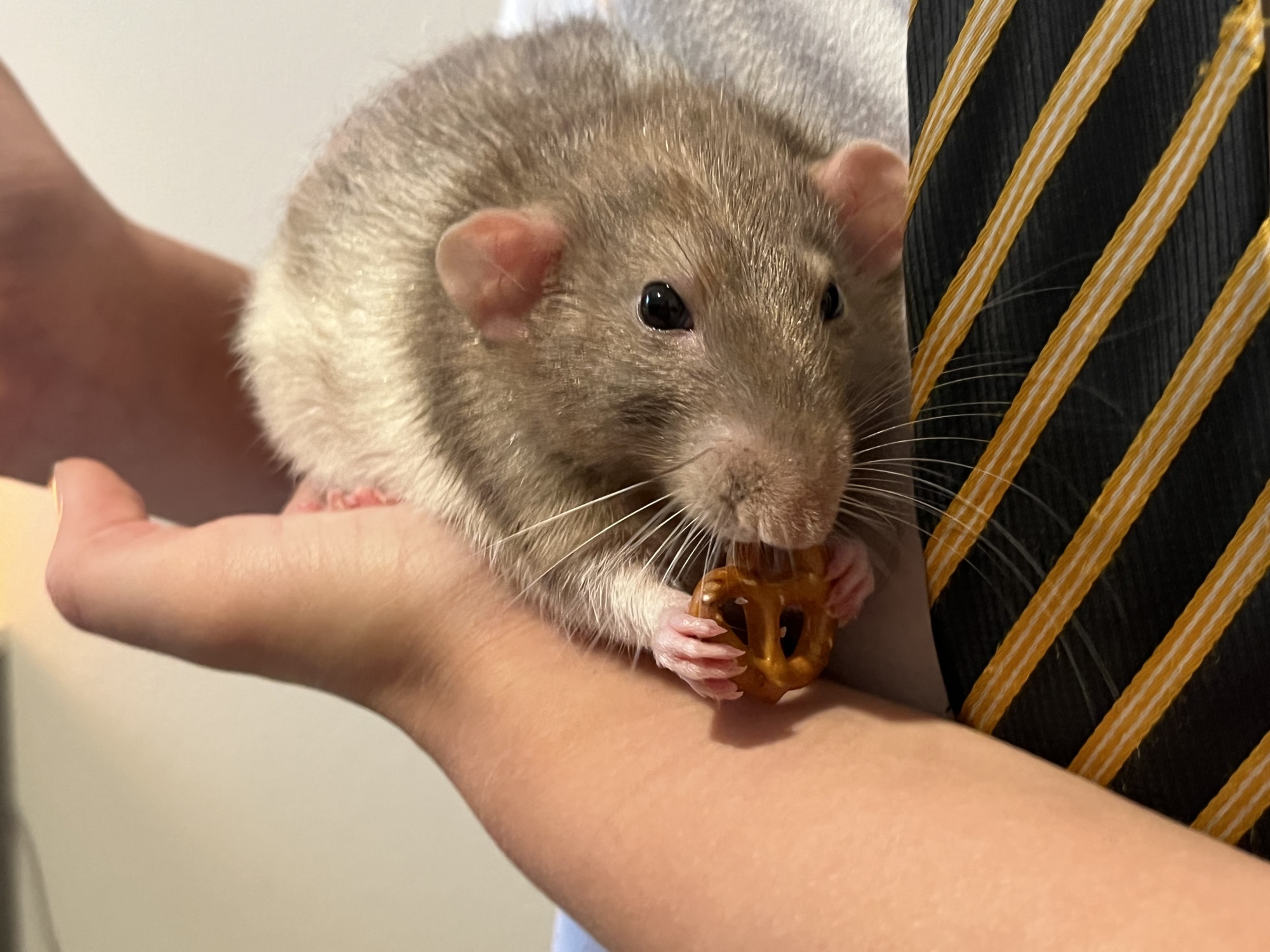 Pretzel loves a variety of treats, including pretzels. (Photo by Liz Ramos)