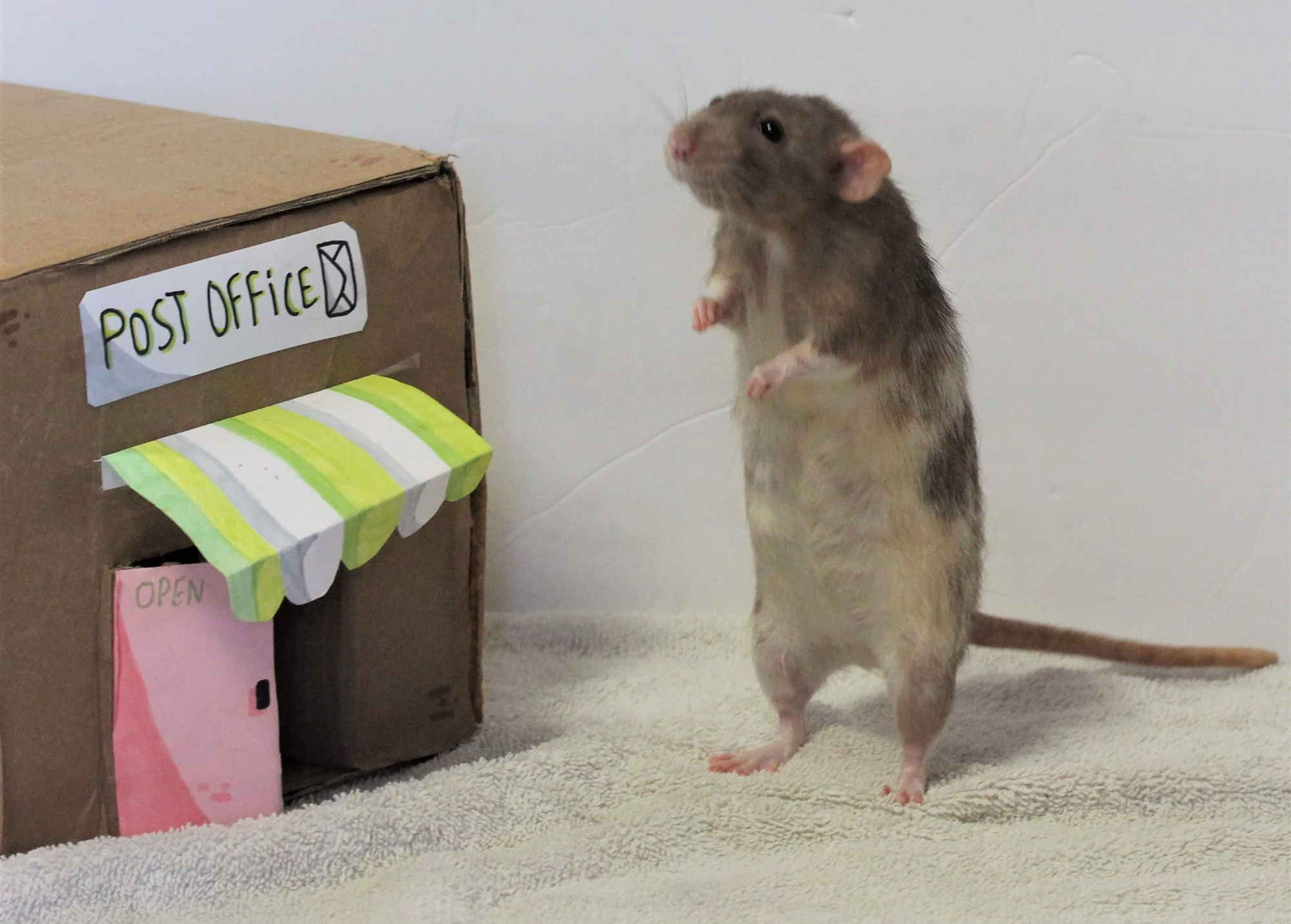 In Lily Wojtkowski's comic book, her pet rat, Pretzel, works as a mailman. She included photos of Pretzel in the back of the comic so readers could see the character in real life. (Courtesy photo)