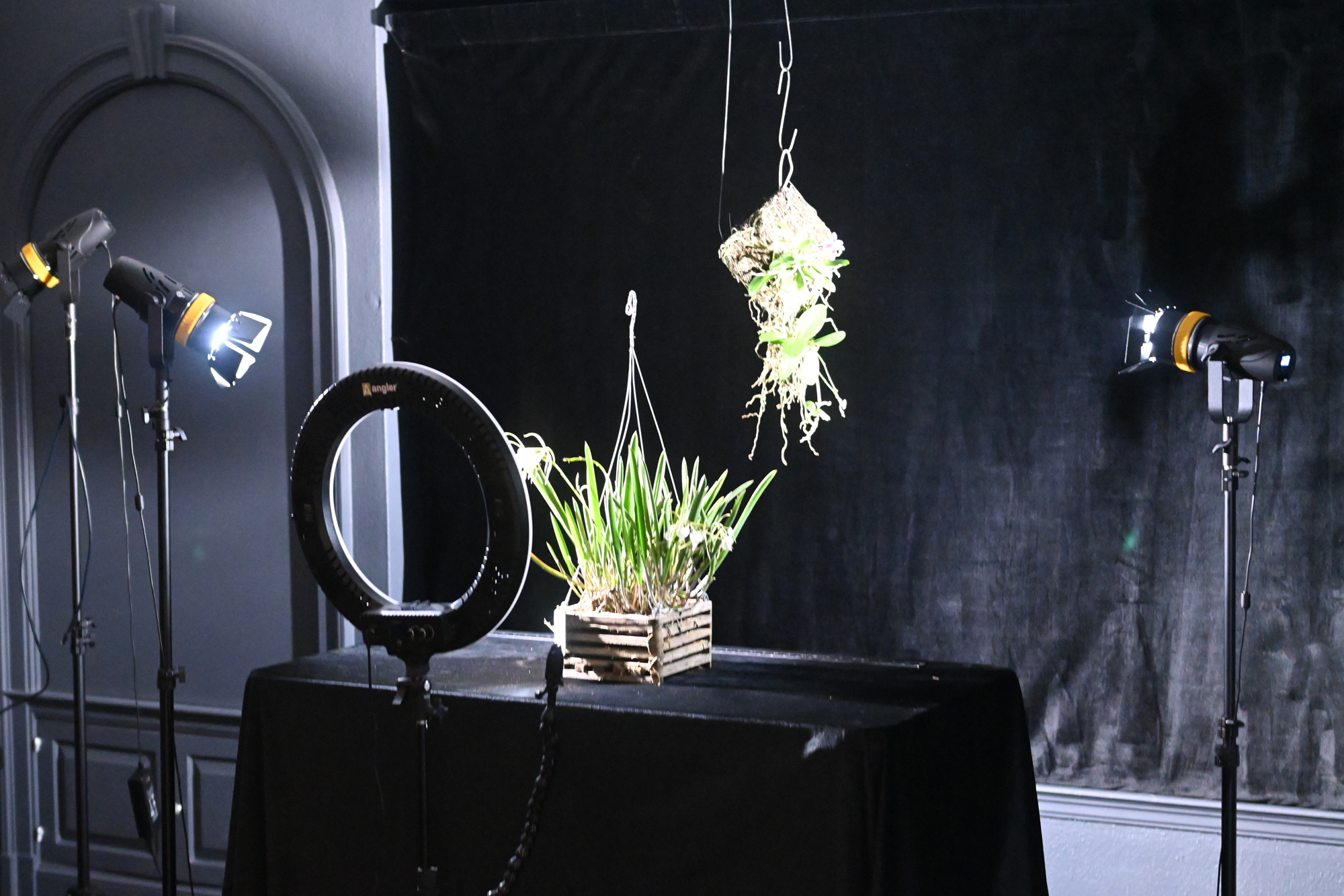 The indoor photo studio set up for the Selby Garden volunteers. (Photo by Spencer Fordin)