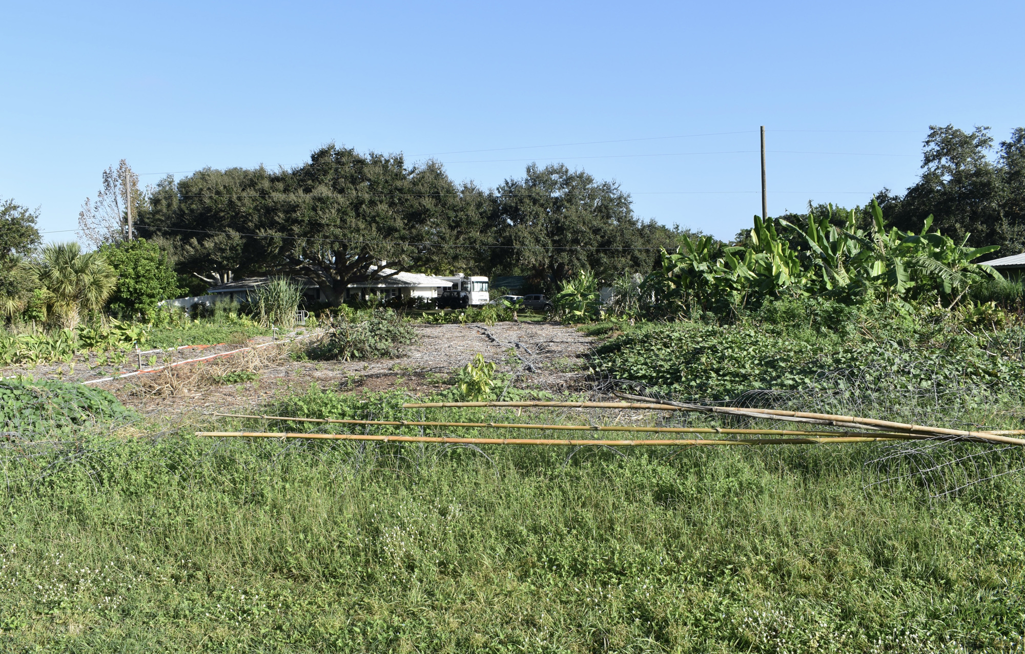 A grove at the farm lost about half its fruit trees due to the storm. (Photo by Ian Swaby)